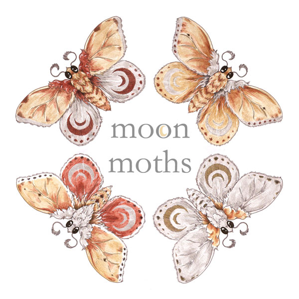 moon moths
