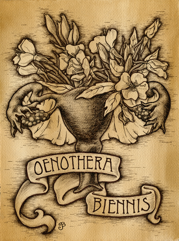 Oenothera Biennis